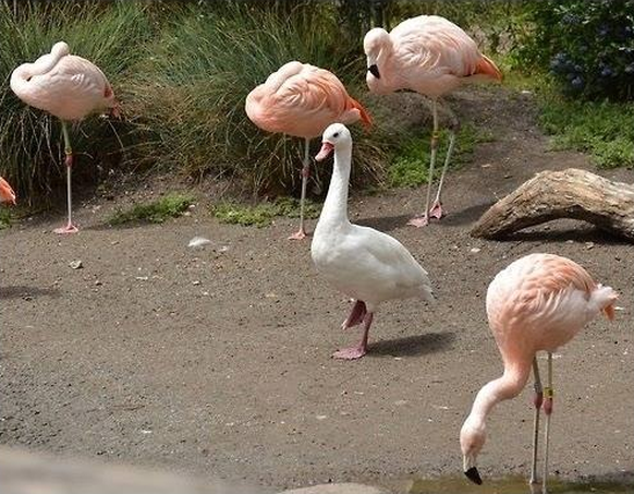 Ente denkt, sie sei ein Flamingo.
Cute News
http://imgur.com/gallery/aN7Br