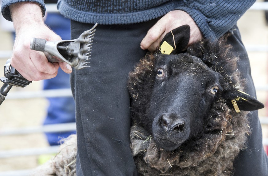 Sheep-shearer Jens Gerbert shears a rough-wool Pomeranian sheep in the Herzberge Country Park in Berlin, Germany, Tuesday, March 14, 2017. (Soeren Stache/dpa via AP)