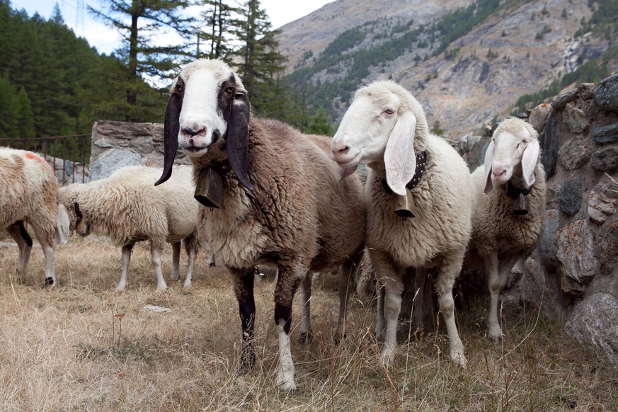 Betroffen war die seltene Rasse der «Saaser Mutten», von denen es gemäss Schätzungen nur noch 400 bis 500 Tiere gibt. Die Schafe sind für ihre langen Ohren und Beine bekannt.