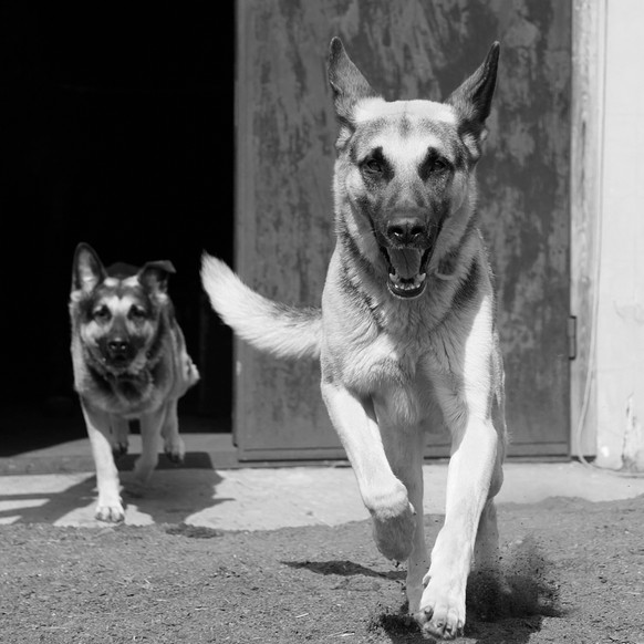 Auf der Festplatte wurden Bilder von Hunden sowie Landschaftsmalereien gefunden. Gemäss Experten handelt es sich sowohl bei den Fotos als auch bei den Gemälden um absoluten «Amateur-Schrott.»