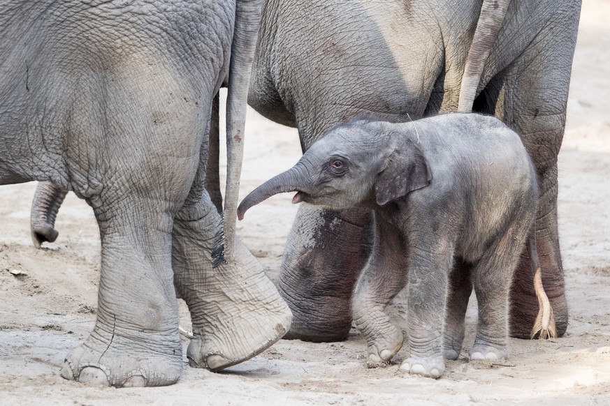 The new born elephant-calf enters with his mother the public in the Zurich Zoo, on Saturday, February 25, 2017. (KEYSTONE/Ennio Leanza)

Das heute Morgen geborene Kuh-Kalb tritt mit seiner Mutter in d ...