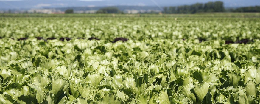 Salat: eine riesige, grüne Ressourcenverschwendung.