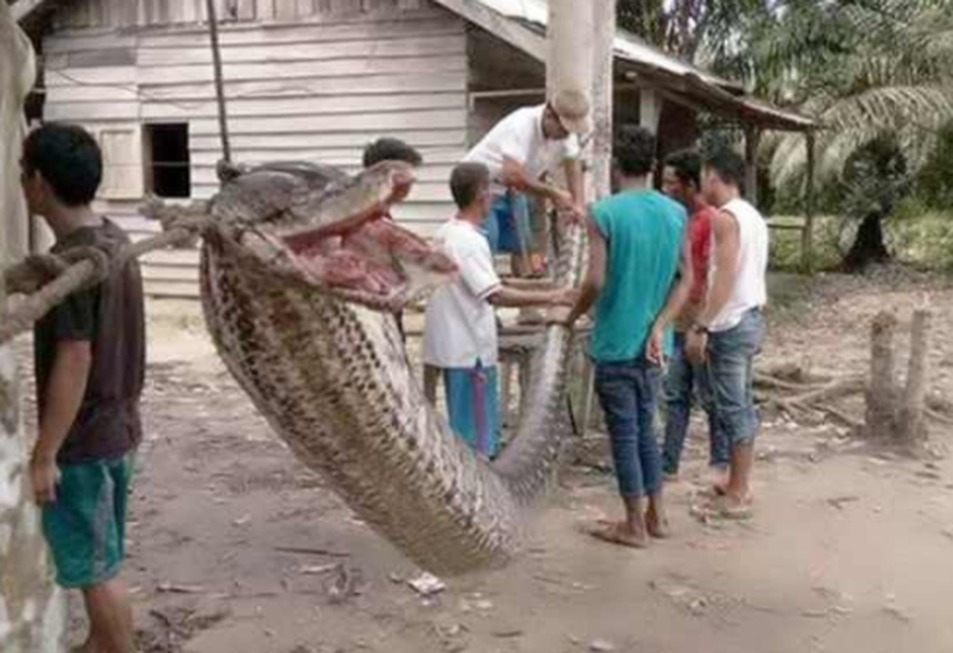 Dorfbewohner hängen die Schlange nach dem Todeskampf auf. Sie verspeisen die Python später.