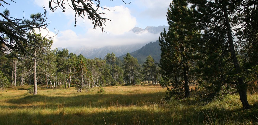 Das Biosphären-Reservat lockt mit idyllischer Landschaft, die auch zum Picnicken einlädt. Hier:&nbsp;Hochmoor mit Bergföhren im Salwideli. Ein Tipp von watson-Redaktionsleiter Franz Ermel.