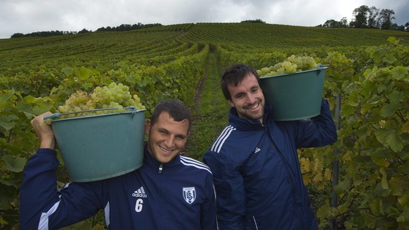 Guillaume Katz, gauche, et Anthony Favre, droite, joueurs de football du FC Lausanne-Sport, participent aux vendanges ce mardi 9 octobre 2012 au Chateau de Malessert pres de Rolle. (KEYSTONE/Jean-Chri ...