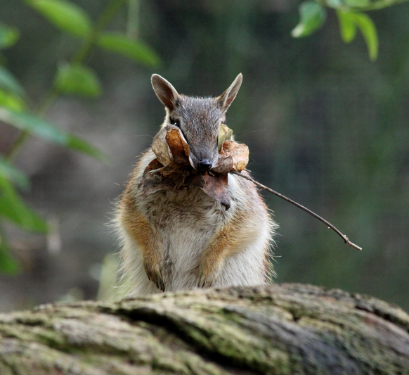 Numbat

https://www.flickr.com/photos/quollism/