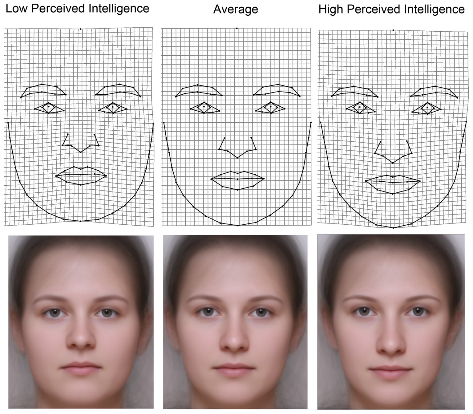 Obere Reihe: Standardisierte Gesichtszüge von Frauen, die als mehr (r.) oder weniger (l.) intelligent wahrgenommen werden. 
Untere Reihe: Aus mehreren Fotografien erstellte Idealbilder, die jeweils ei ...