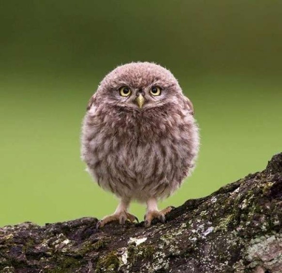 Flauschige Eule
Cute News
http://resizeimage.club/openphoto.php?img=http://www.sharesloth.com/wp-content/uploads/2014/07/Baby-owl.jpg