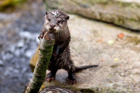 Four Asian small-clawed otter pups, born in January, join their family to play, tumble and tussle at their public debut Thursday, April 24, 2014, at Woodland Park Zoo in Seattle, Wash. (AP Photo/seatt ...