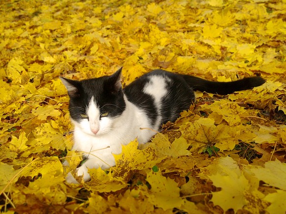 Katze Herbst
http://orig07.deviantart.net/a283/f/2011/301/d/0/cat_in_autumn_leaves_by_love1008-d4e8lcf.jpg