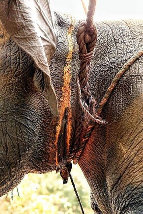 Die Prozedur hinterlässt wie bei diesem Tier in Thailand tiefe Narben