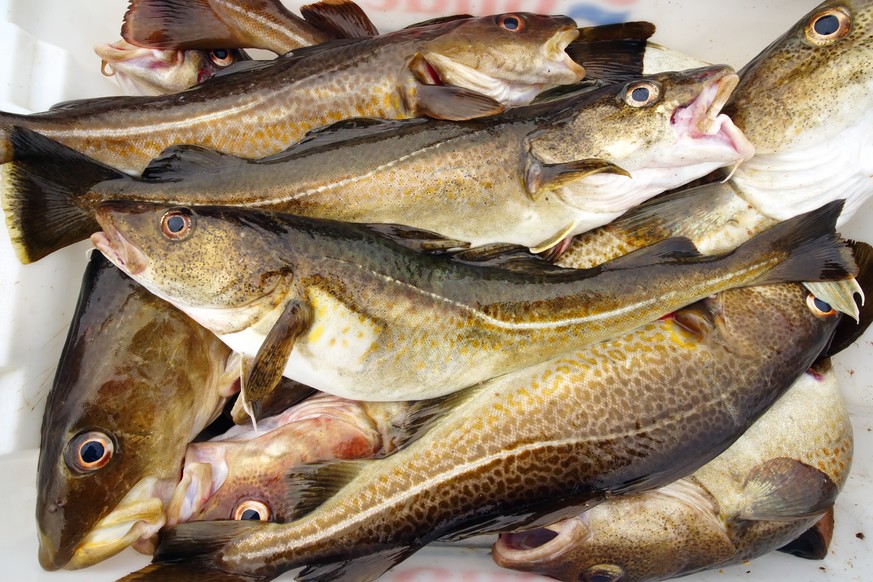 Wichtiger Speisefisch: Dorsch. 