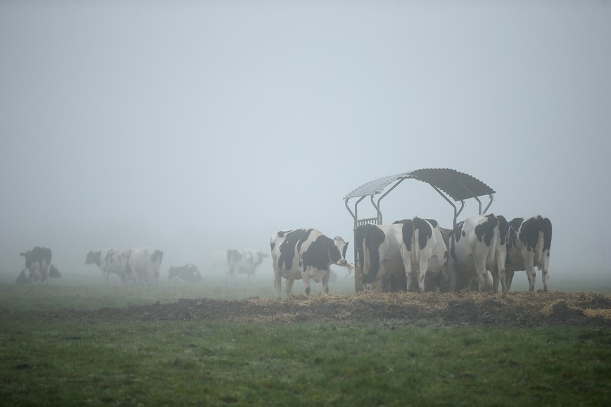 Für ihren hohen Methangas-Ausstoss bekannt: Kühe, hier in Sumte, Deutschland.