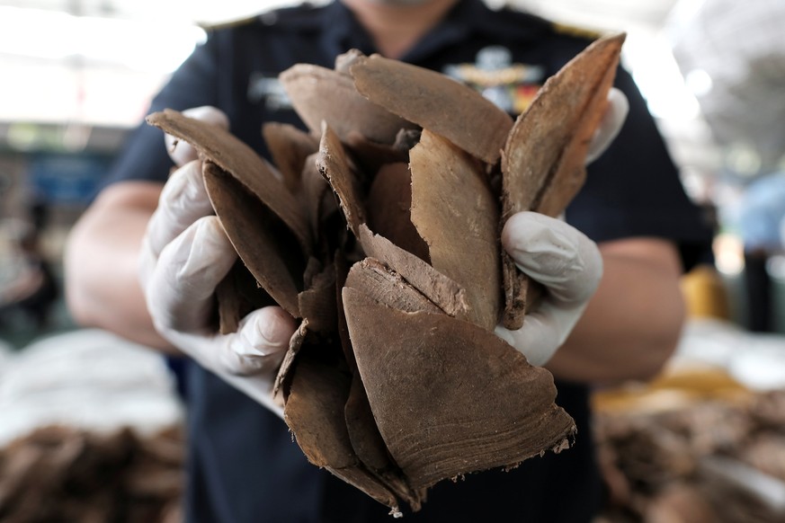 A customs officer holds up pangolin scales during a news conference at the customs department in Bangkok, Thailand, February 2, 2017. Thai customs officials have seized 2.9 tons of pangolin scales wor ...