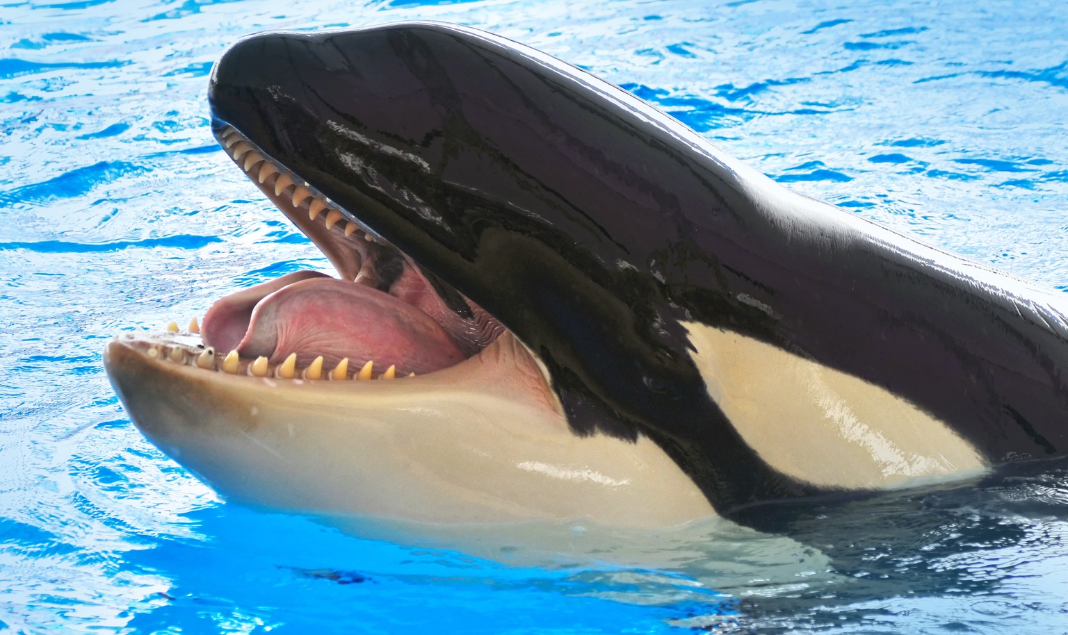 Sprachkünstler: Schwertwale können ihre Lautäusserungen anpassen. &nbsp;