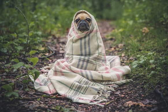 Kann man im Frühling die Decke für Hundi eher weglassen?