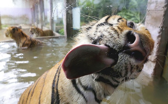 Tiere lecken Scheibe ab

http://imgur.com/gallery/lThRz