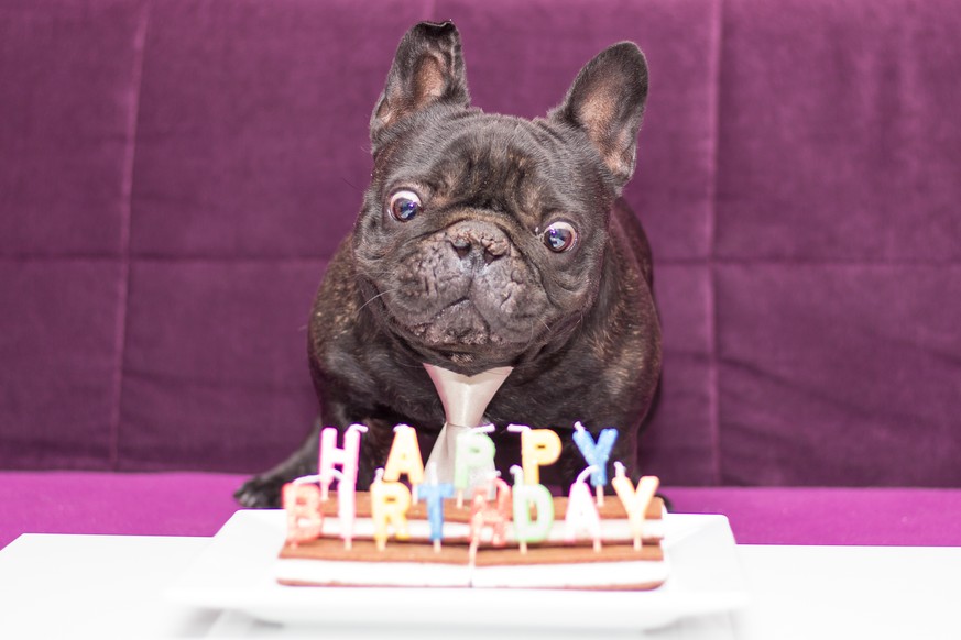 Hund mit Geburtstagskuchen