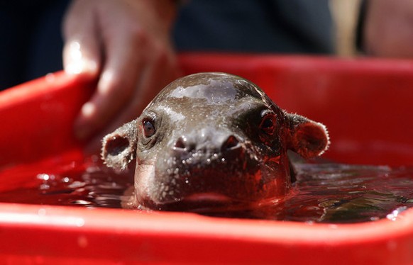 Junges Hippo
Cute News
http://imgur.com/gallery/s1Q3qsD