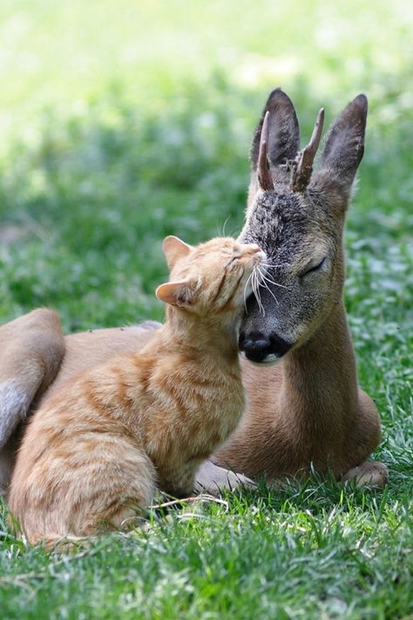 Katzen in einer besonderen Beziehung