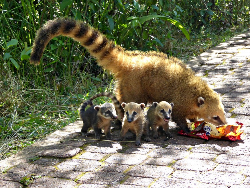 Nasenbär.
Cute News.
https://www.flickr.com/photos/lindadevolder/32438101210