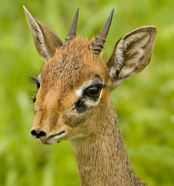 Dikdik (Zwergantilope)

https://de.wikipedia.org/wiki/Dikdiks#/media/File:Dik-dik_Dennis.jpg