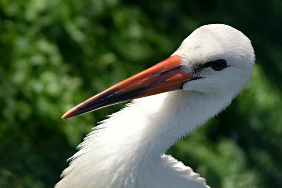 Storch