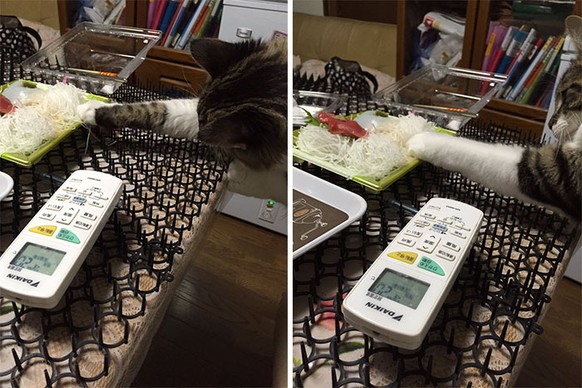 In Japan: Katzen sind immun gegen Katzen-Stoppen
http://imgur.com/gallery/rujZe