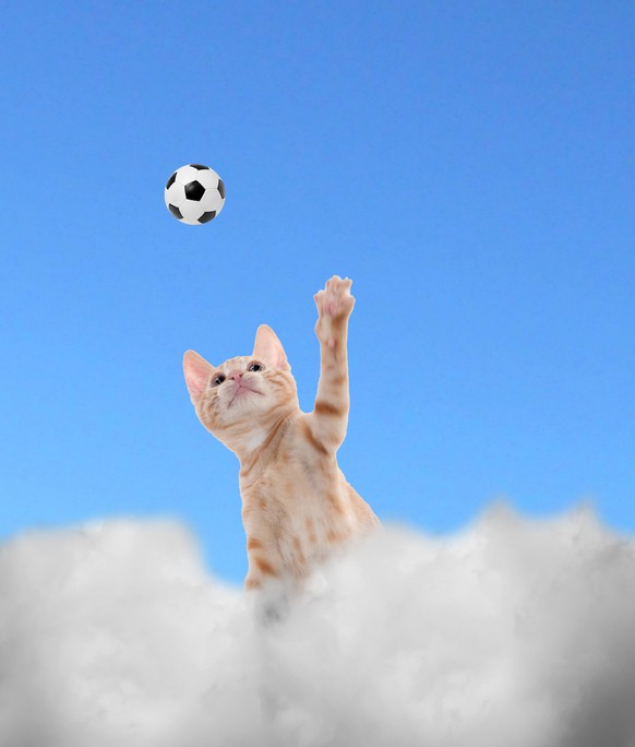 Katze spielt im Himmel