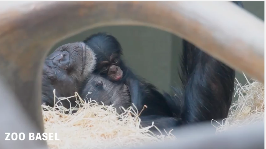 Jööööh! Hier kuschelt «Ozouri» mit seinem Mami