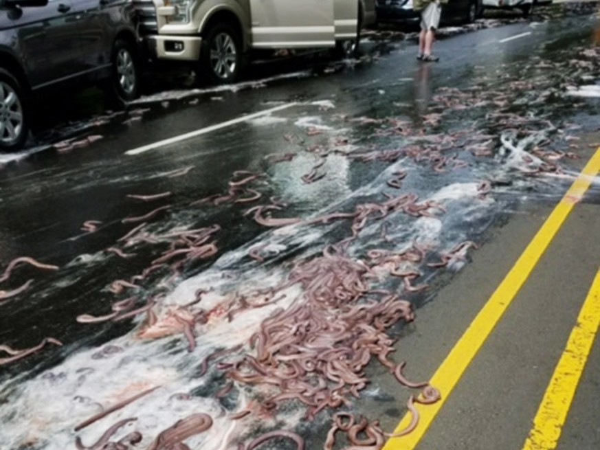 This photo provided by the Oregon State Police shows eels on Highway 101 after a truck hauling them overturned in Depoe Bay, Ore., Thursday, July 13, 2017. Police said Salvatore Tragale was driving no ...