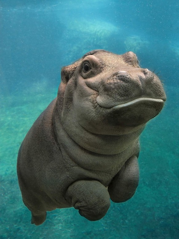 Baby-Flusspferd/Nilpferd/Hippo

http://imgur.com/gallery/5iXoAQJ