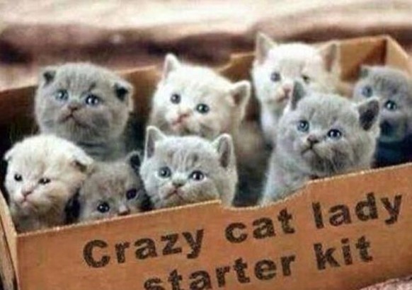 Crazy Cat Lady Starter Kit