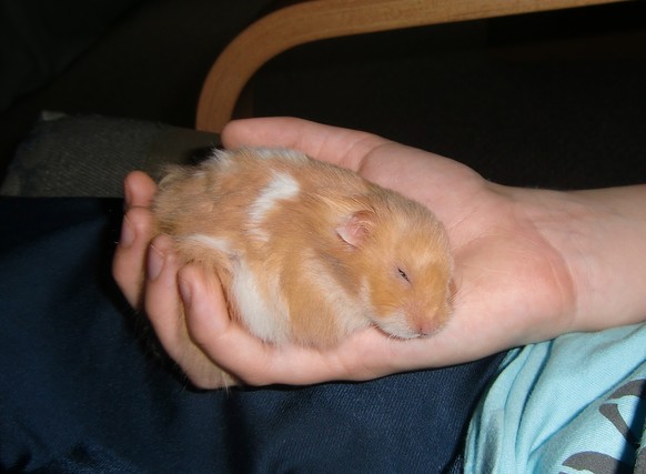 Hamster
Cute News
http://imgur.com/gallery/RzkGK