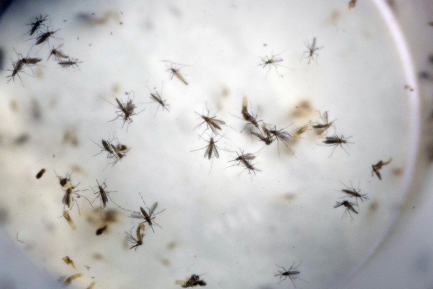 Überträger des Zika-Virus: Stechmücken der Art Aedes aegypti.&nbsp;