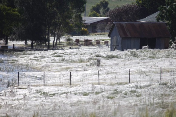 Ein Bild aus dem Jahre 2012: In der Region Wagga Wagga – ebenfalls im Südosten Australiens – flüchten Millionen Spinnen per «Luftpost» vor dem Hochwasser.