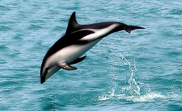 Commerson-Delfin

https://en.wikipedia.org/wiki/Dolphin