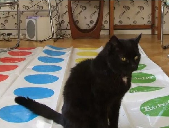 Schwarze Katze spielt Twister.

http://imgur.com/gallery/G8DzD