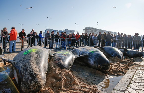 epaselect epa05007593 Bystanders look at a group of whales that were found washed to a beach in Calais, France, 02 November 2015. A group of what local media said were pilot whales stranded on a Calai ...