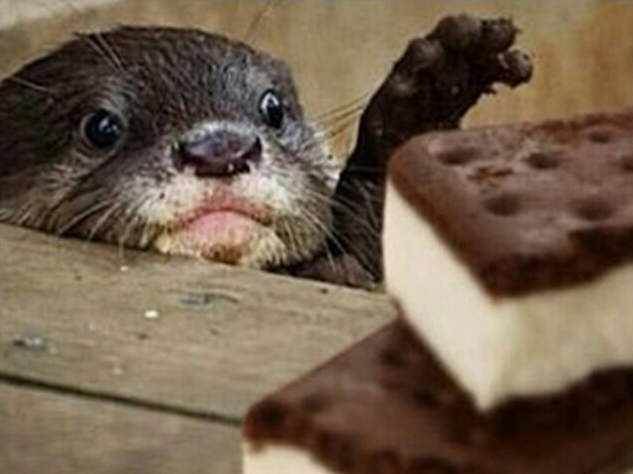 Otter, Otten

https://ifunny.co/tags/otter/1427438620