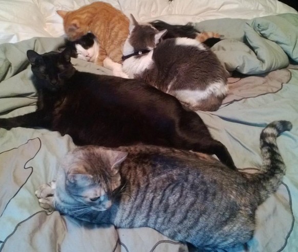 Katzenhaufen auf Bett.

http://imgur.com/gallery/ksdzJs7
