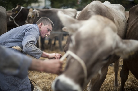 Dominik Inauen putzt eine Kuh an der Grossviehschau, am Dienstag, 8. Oktober 2013, in Appenzell. (KEYSTONE/Gian Ehrenzeller)