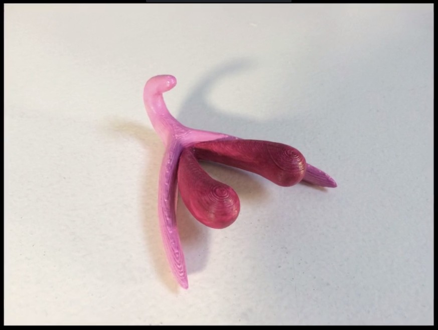Und da ist sie: Die ganze, dreidimensionale Klitoris.