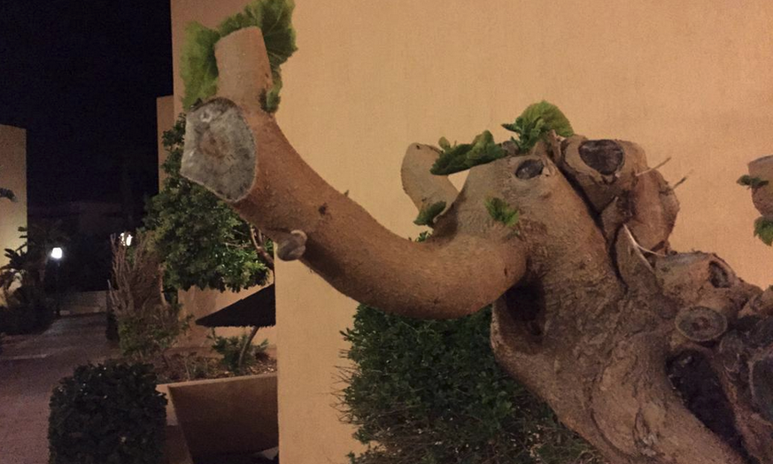 Mit einem schönen Gruss vom freundlichsten Elefantenbaum der Welt ...