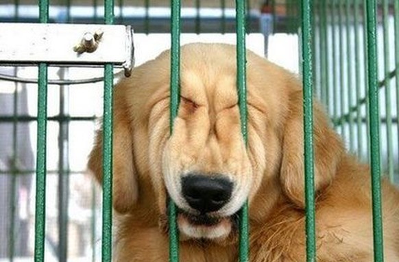 Hund im Käfig
https://1funny.com/dog-face-bar/