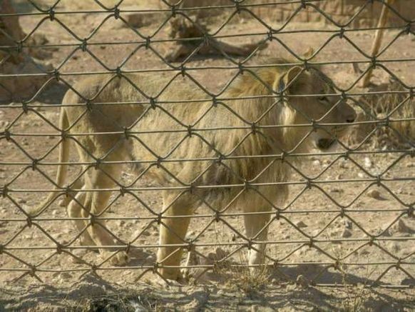 Ein abgemagerter Löwe im Vergnügungspark in der syrischen Stadt Aleppo.