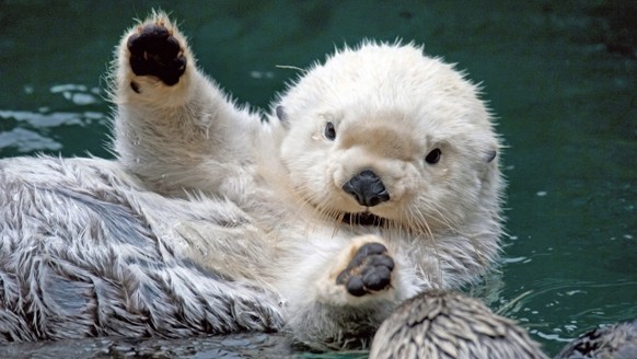 Weisser Otter / Otte

http://www.tehcute.com/white-otter-says-hi.html