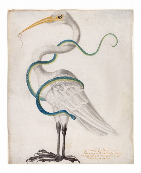 Heron Encircled by a Snake
Maria Sibylla Merian, 1700
https://arthistoryproject.com/artists/maria-sibylla-merian/heron-encircled-by-a-snake/