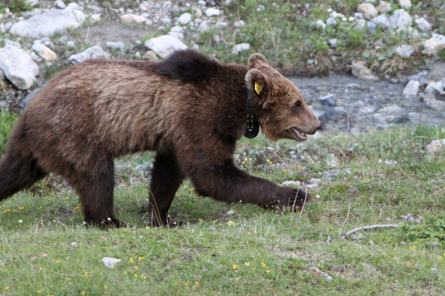 Der Bär M13 streift durch das Münstertal im Kanton Graubünden. (Archivbild Juni 2012)