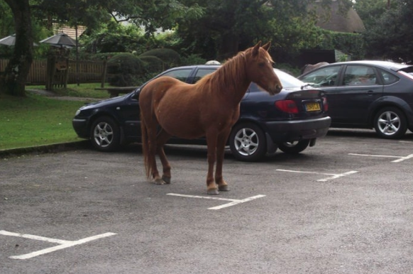 Pferd steht auf dem Parkplatz
http://funnyasduck.net/post/8082